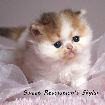 Sweet Revolution Skylar