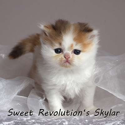 Sweet Revolution Skylar